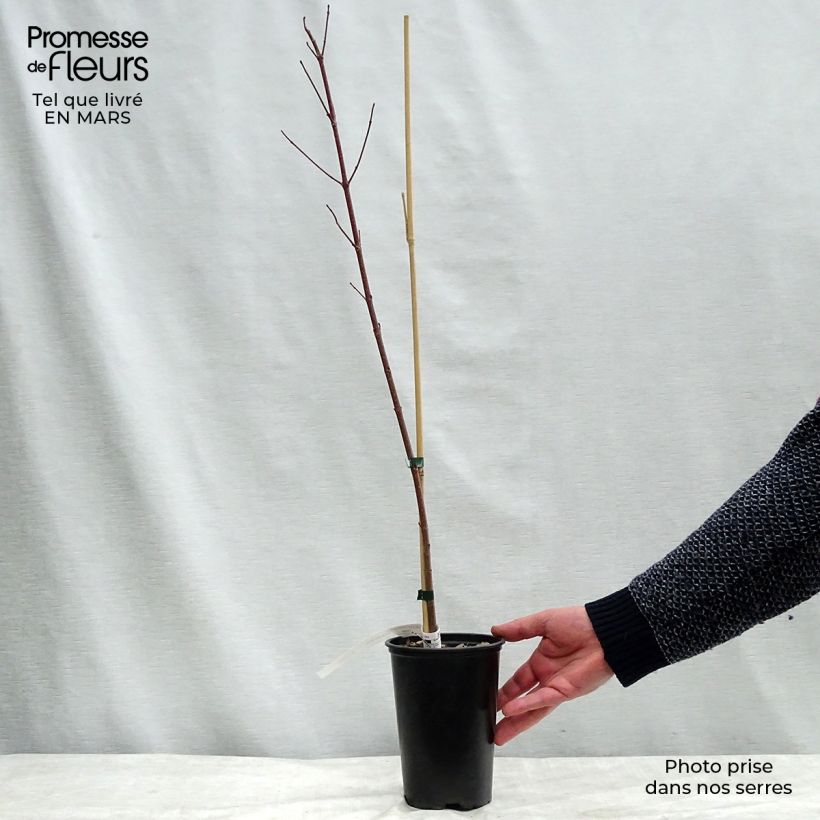 Exemplaar van Acer rubrum Redpointe - Rode esdoorn Pot van 1 l/1,5 l zoals geleverd in de lente