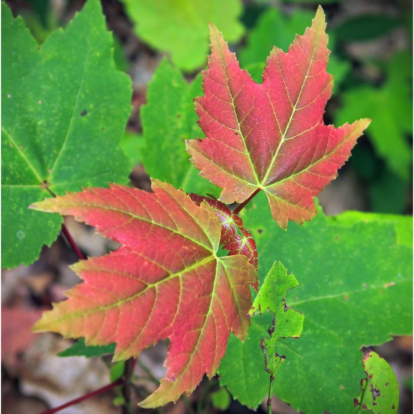 Acer rubrum Summer Red - Rode esdoorn (Blad)