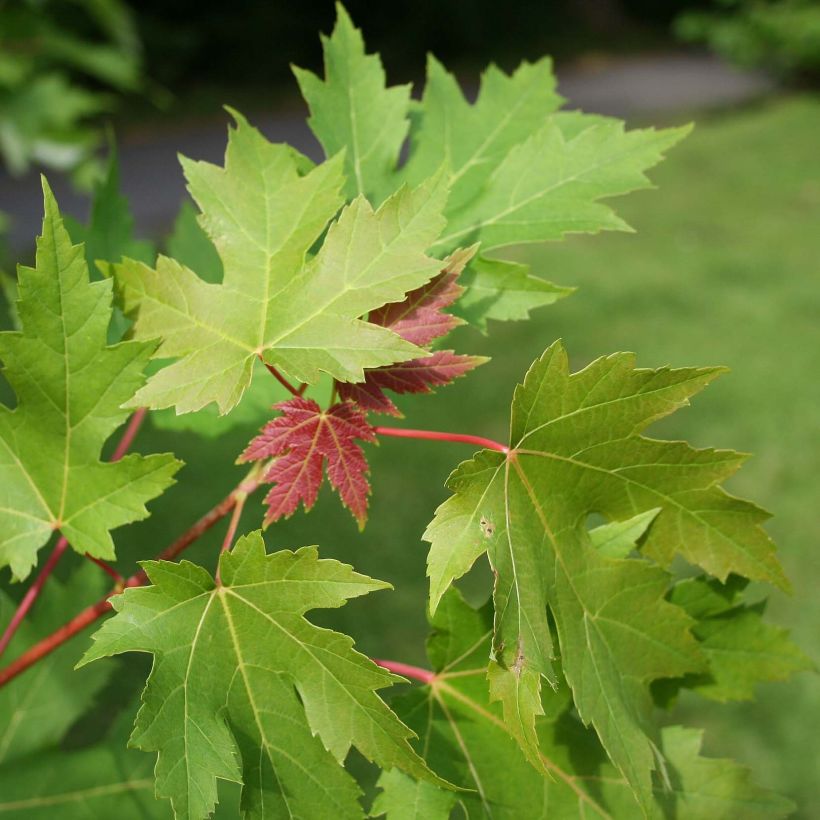 Acer saccharinum - Zilveresdoorn (Blad)