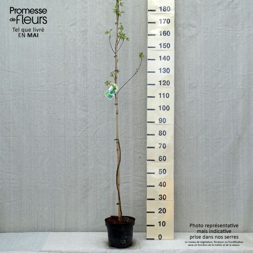 Exemplaar van Acer saccharinum Laciniatum Wieri - Zilveresdoorn Pot van 3 l/4 l zoals geleverd in de lente