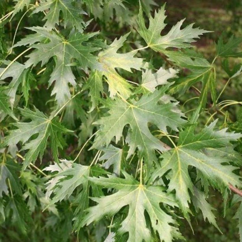 Acer saccharinum Pyramidale - Zilveresdoorn (Blad)