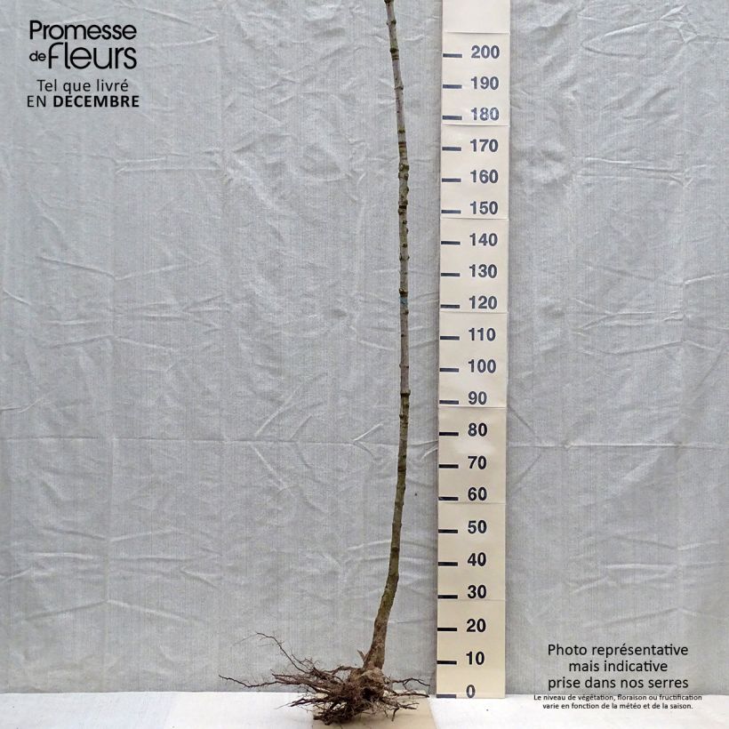 Exemplaar van Acer saccharum - Suikeresdoorn Naakte wortel, Hoogstam zoals geleverd in de winter