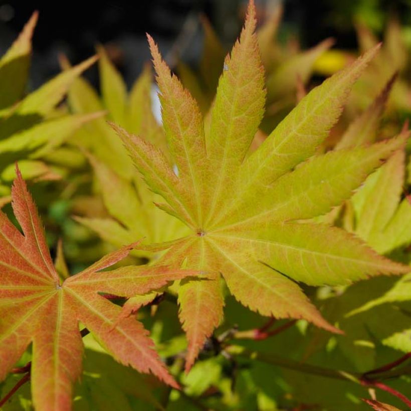 Acer shirasawanum Autumn Moon - Japanse esdoorn (Blad)