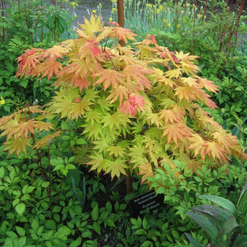 Acer shirasawanum Autumn Moon - Japanse esdoorn (Groeiplaats)