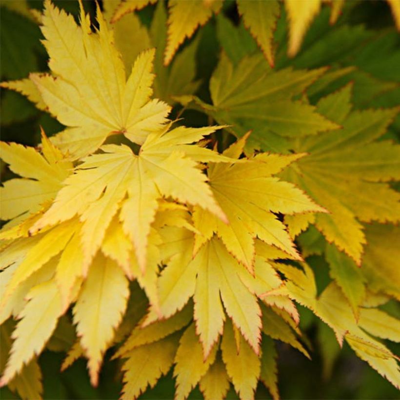 Acer shirasawanum Jordan - Japanse esdoorn (Blad)