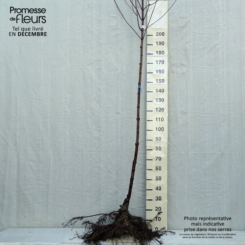 Exemplaar van Acer x freemanii Autumn Blaze - Freeman esdoorn Naakte wortel, Stengel zoals geleverd in de winter