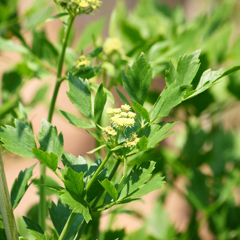 Levisticum officinale - Lavas (Bloei)