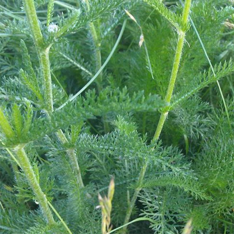 Achillea odorata - Wilde bertram (Blad)