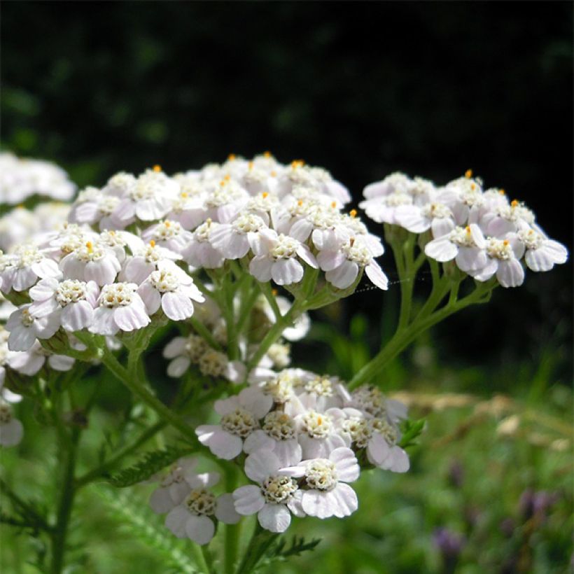 Achillea odorata - Wilde bertram (Bloei)