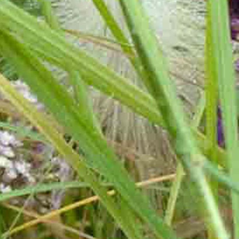 Achillea millefolium Chamois - Duizendblad (Blad)
