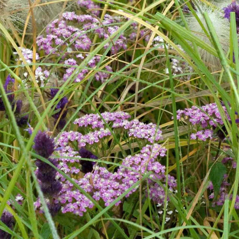 Achillea millefolium Chamois - Duizendblad (Groeiplaats)
