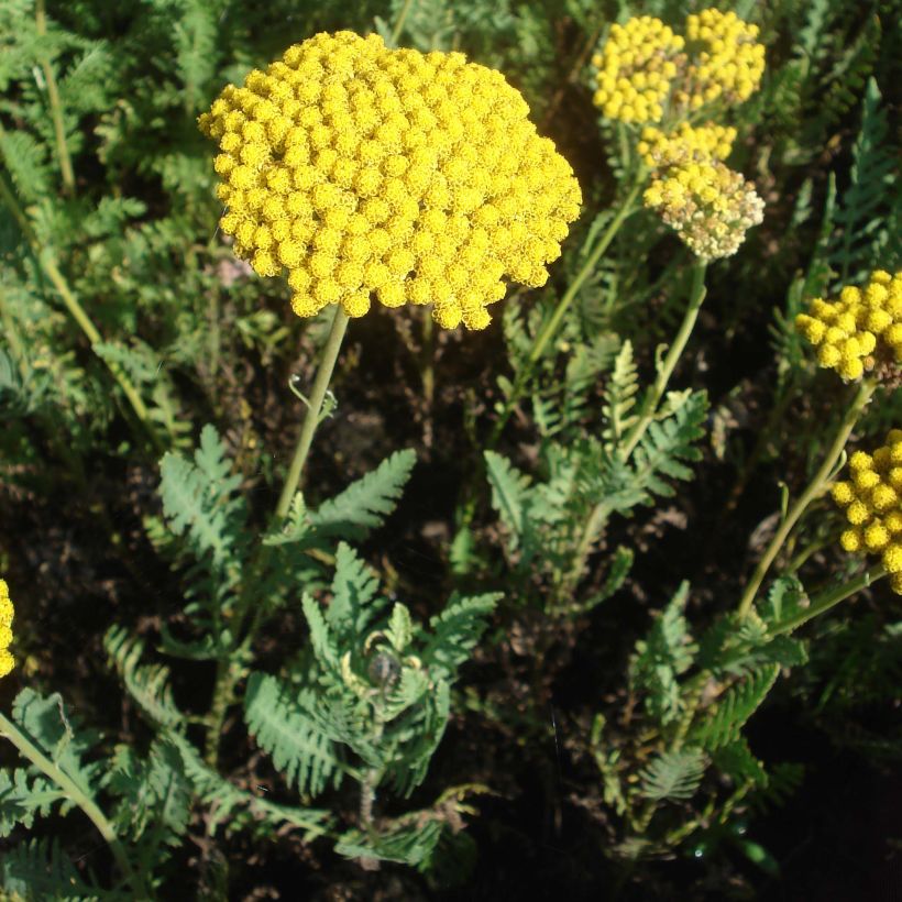 Achillea filipendulina Parker's Variety - Duizendblad (Groeiplaats)