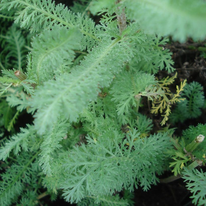 Achillea millefolium Red Velvet - Duizendblad (Blad)