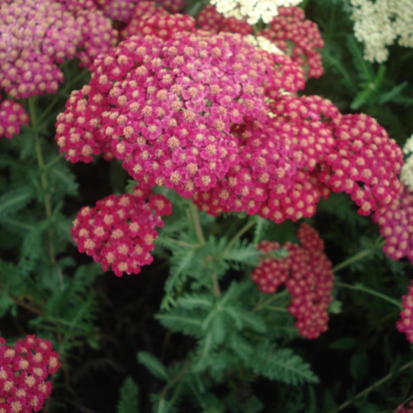 Achillea millefolium Red Velvet - Duizendblad (Bloei)