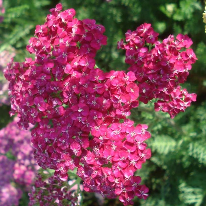 Achillea millefolium Saucy Seduction - Duizendblad (Bloei)