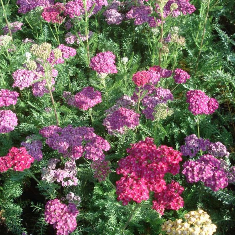 Achillea millefolium Saucy Seduction - Duizendblad (Groeiplaats)