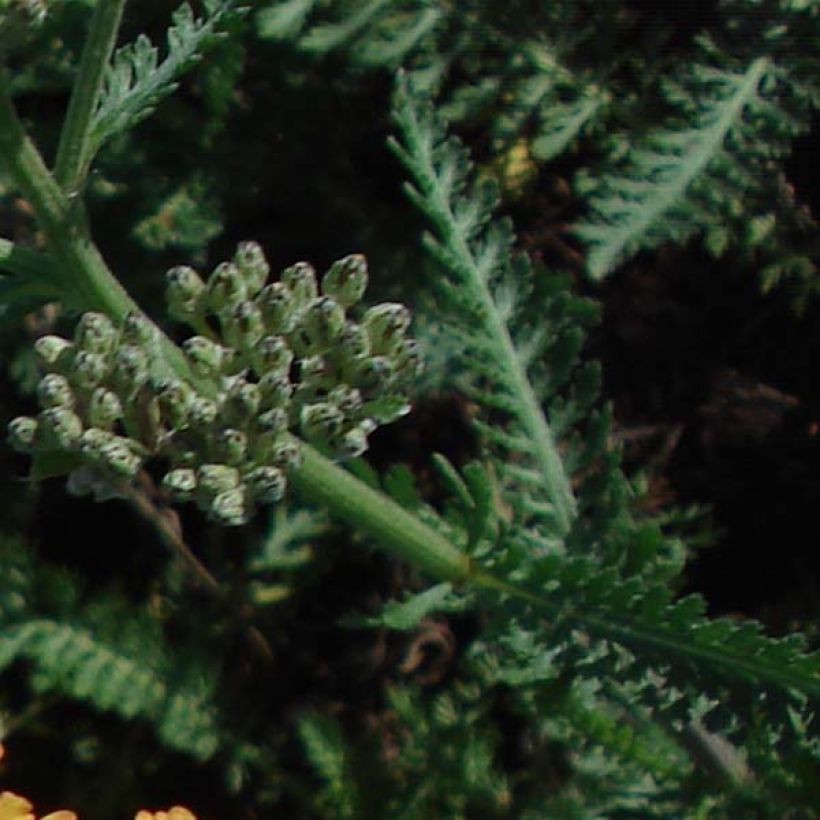 Achillea millefolium Summerwine - Duizendblad (Blad)