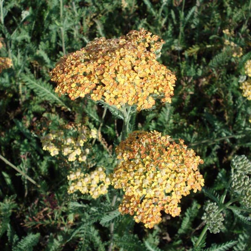 Achillea millefolium Summerwine - Duizendblad (Groeiplaats)