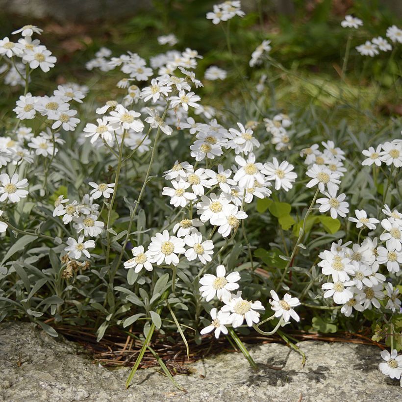 Achillea ageratifolia - Grieks duizendblad (Groeiplaats)