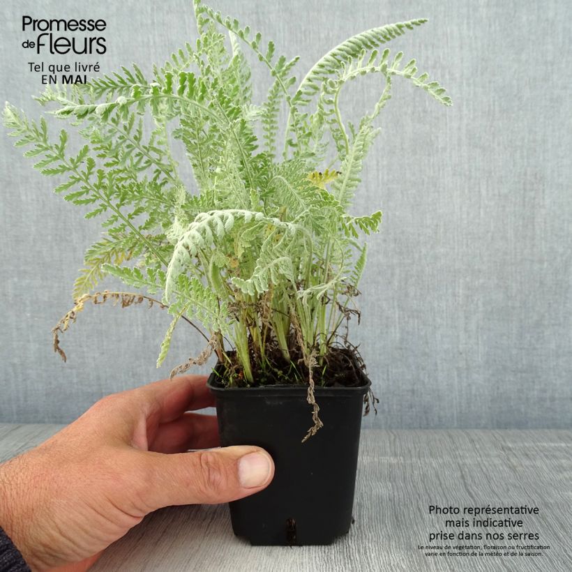 Exemplaar van Achillea clypeolata - Duizendblad Kweekpotje van 8/9 cm zoals geleverd in de lente