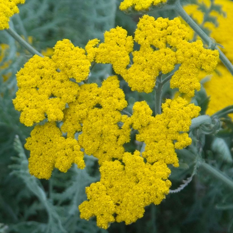 Achillea clypeolata - Duizendblad (Bloei)