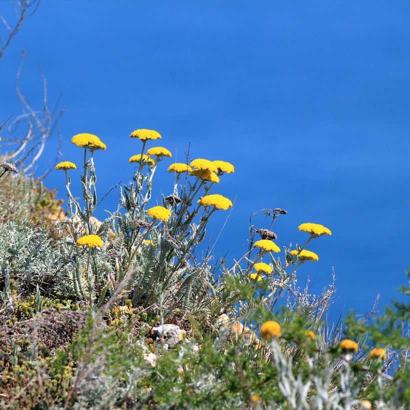 Achillea clypeolata - Duizendblad (Groeiplaats)