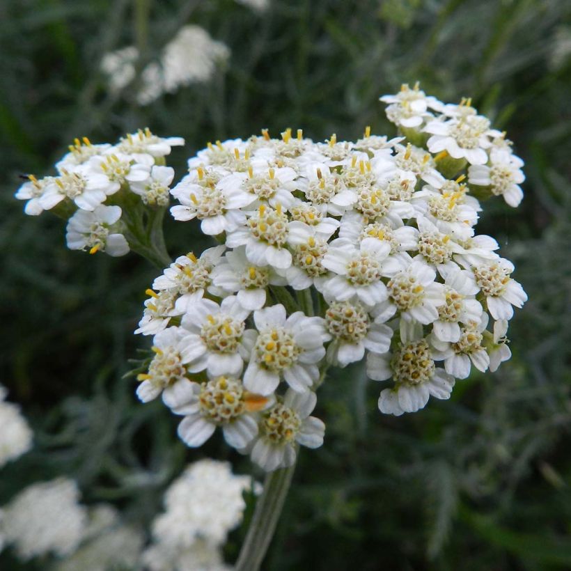 Achillea crithmifolia - Duizendblad (Bloei)
