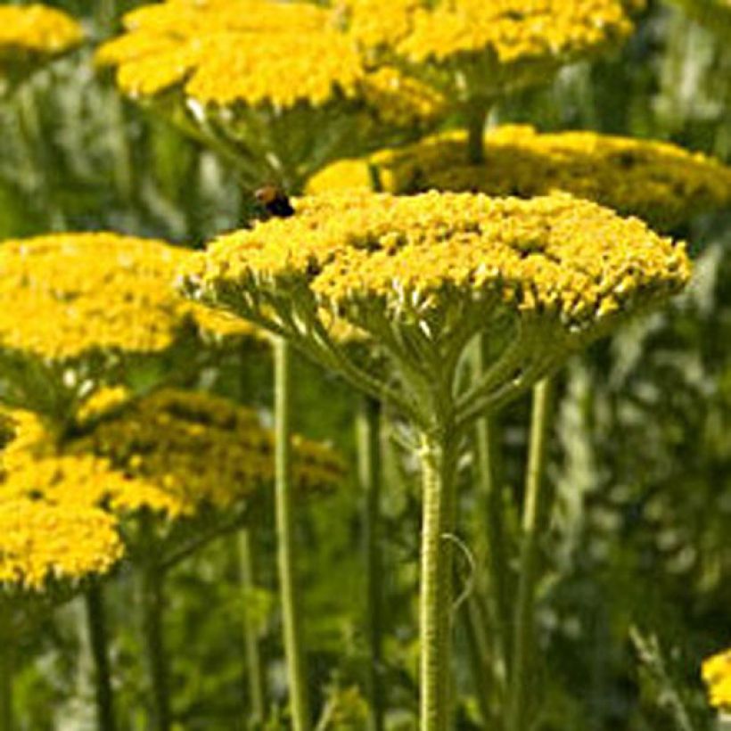 Achillea filipendulina Golden Plate - Duizendblad (Bloei)