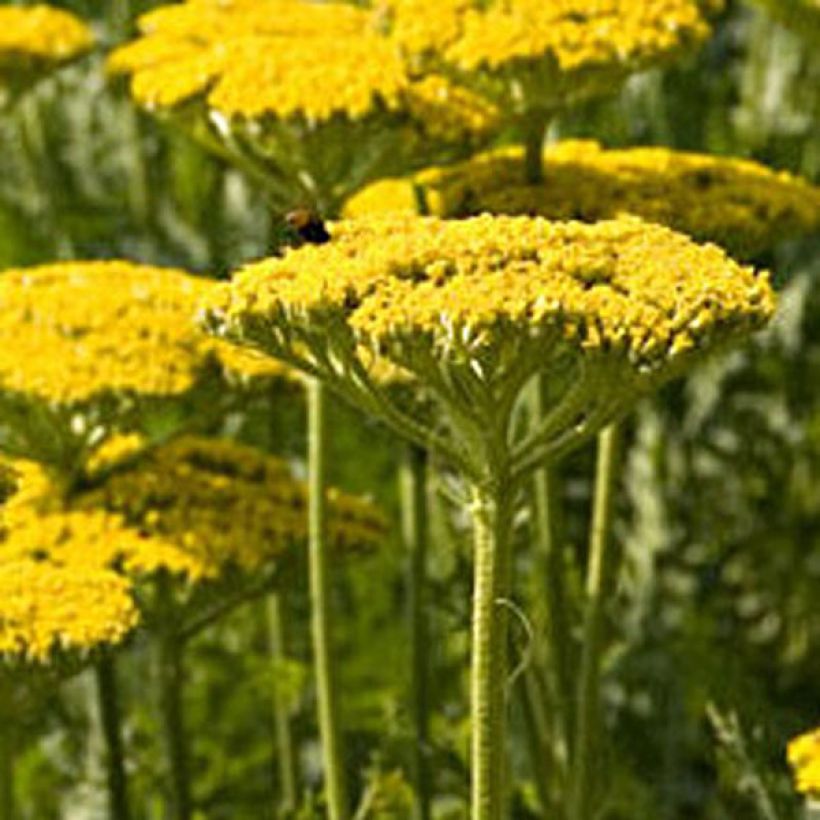 Achillea filipendulina Golden Plate - Duizendblad (Groeiplaats)