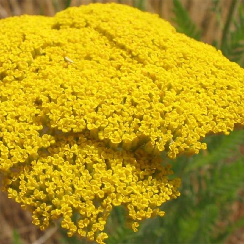 Achillea filipendulina Cloth of Gold - Duizendblad (Bloei)
