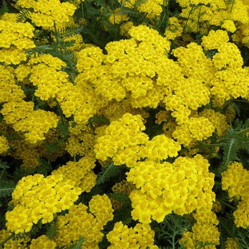Achillea hybride Little Moonshine - Duizendblad (Bloei)