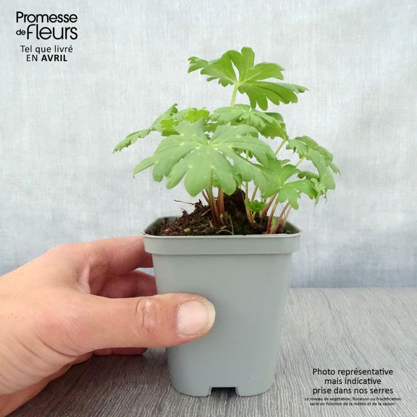 Exemplaar van Achillea hybride Little Moonshine - Duizendblad Kweekpotje van 8/9 cm zoals geleverd in de lente