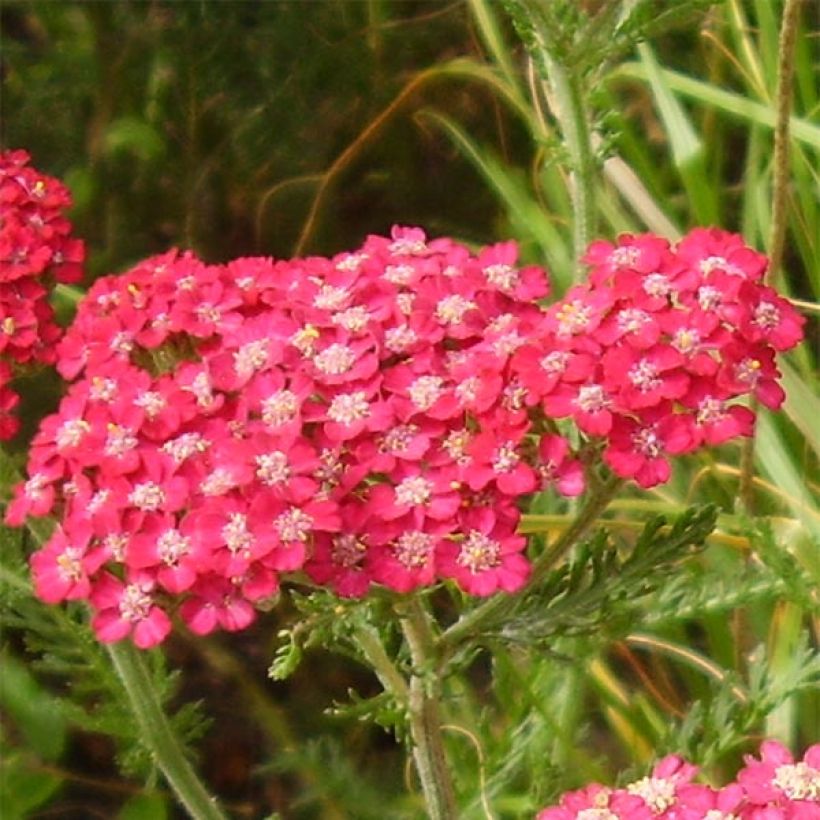 Achillea millefolium Petra - Duizendblad (Bloei)