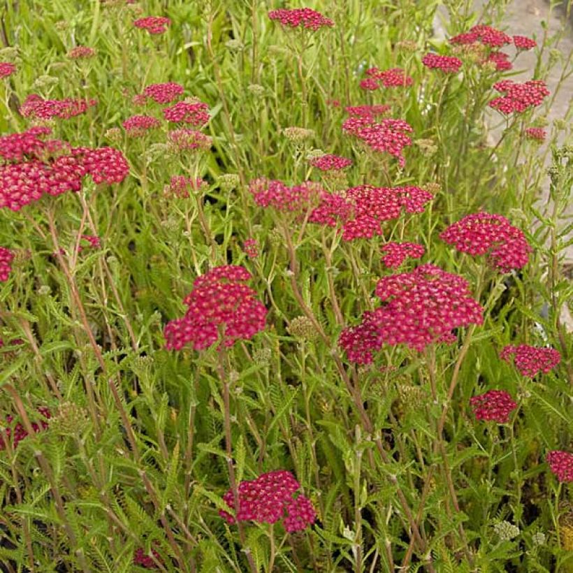 Achillea millefolium Velours - Duizendblad (Groeiplaats)