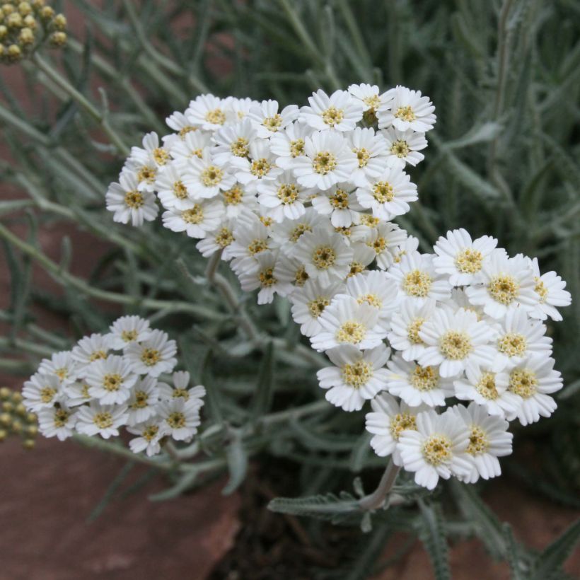 Achillea kellereri - Duizendblad (Bloei)