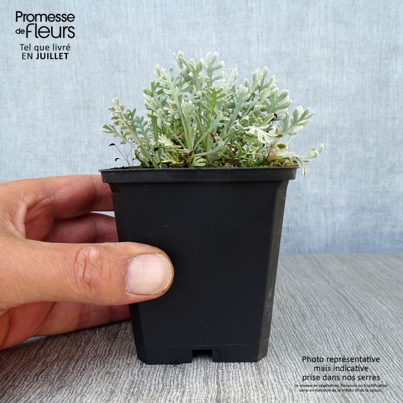 Exemplaar van Achillea kellereri - Duizendblad Kweekpotje van 8/9 cm zoals geleverd in de zomer