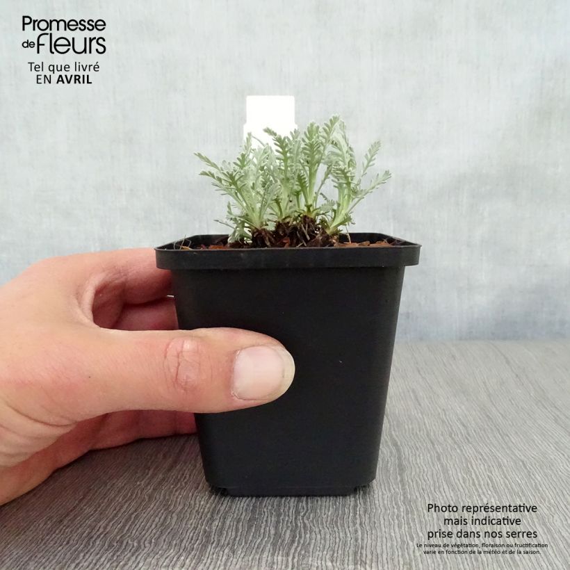 Exemplaar van Achillea kellereri - Duizendblad Kweekpotje van 8/9 cm zoals geleverd in de lente