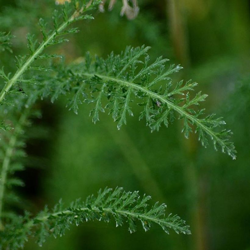 Achillea millefolium Cerise Queen - Duizendblad (Blad)