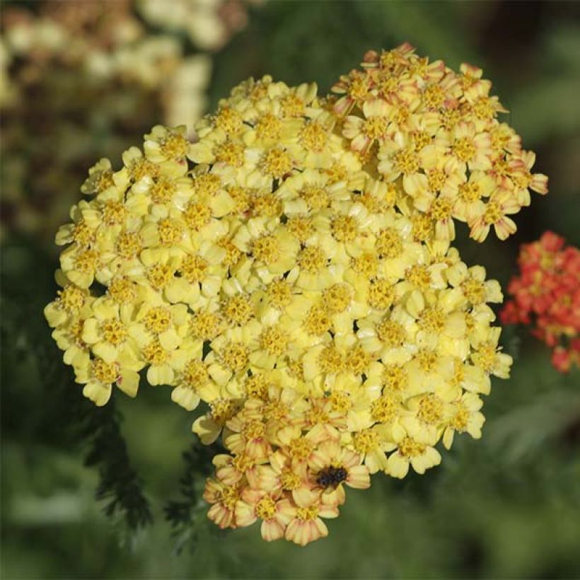 Achillea millefolium Desert Eve Terracotta - Duizendblad (Bloei)