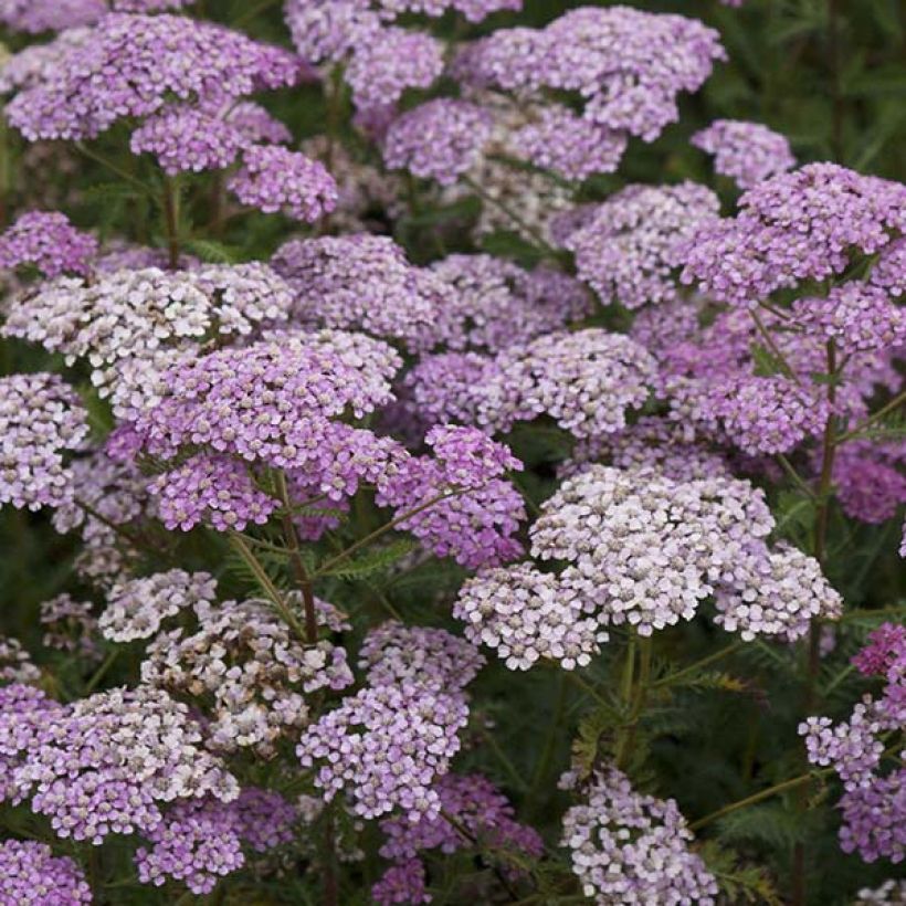 Achillea millefolium Excel - Duizendblad (Bloei)