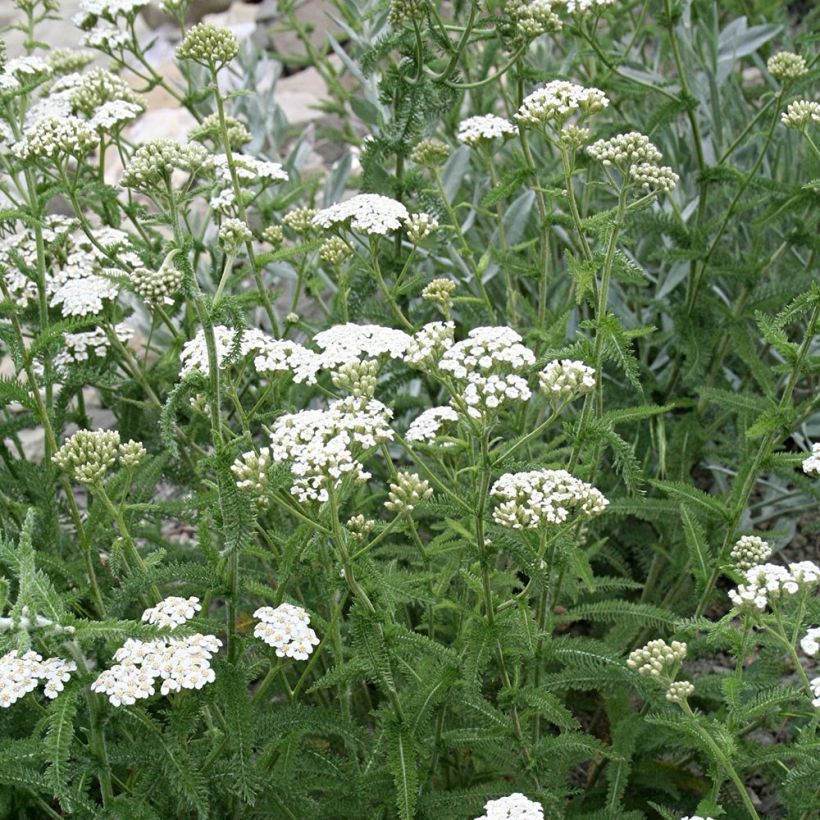 Achillea filipendulina Mondpagode - Duizendblad (Groeiplaats)