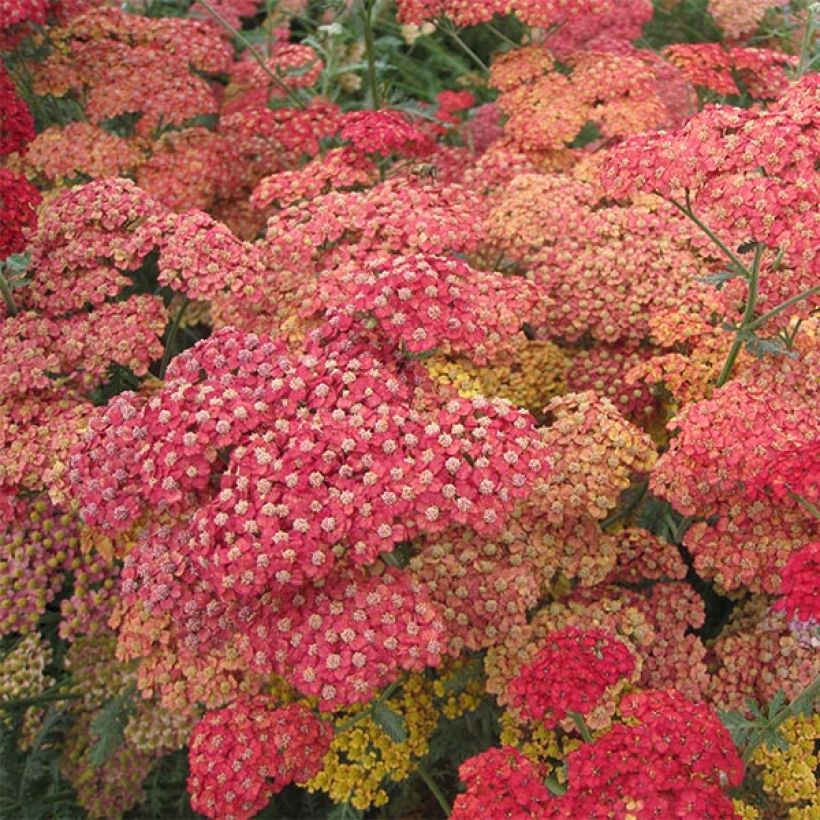 Achillea millefolium Pretty Woman - Duizendblad (Bloei)