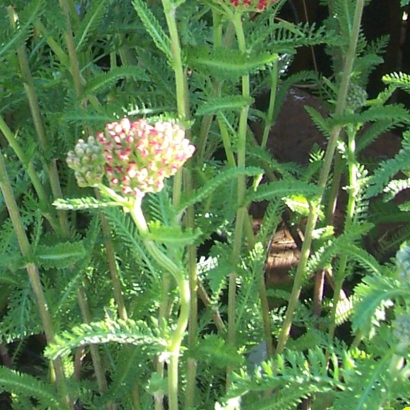 Achillea millefolium The Beacon - Duizendblad (Blad)