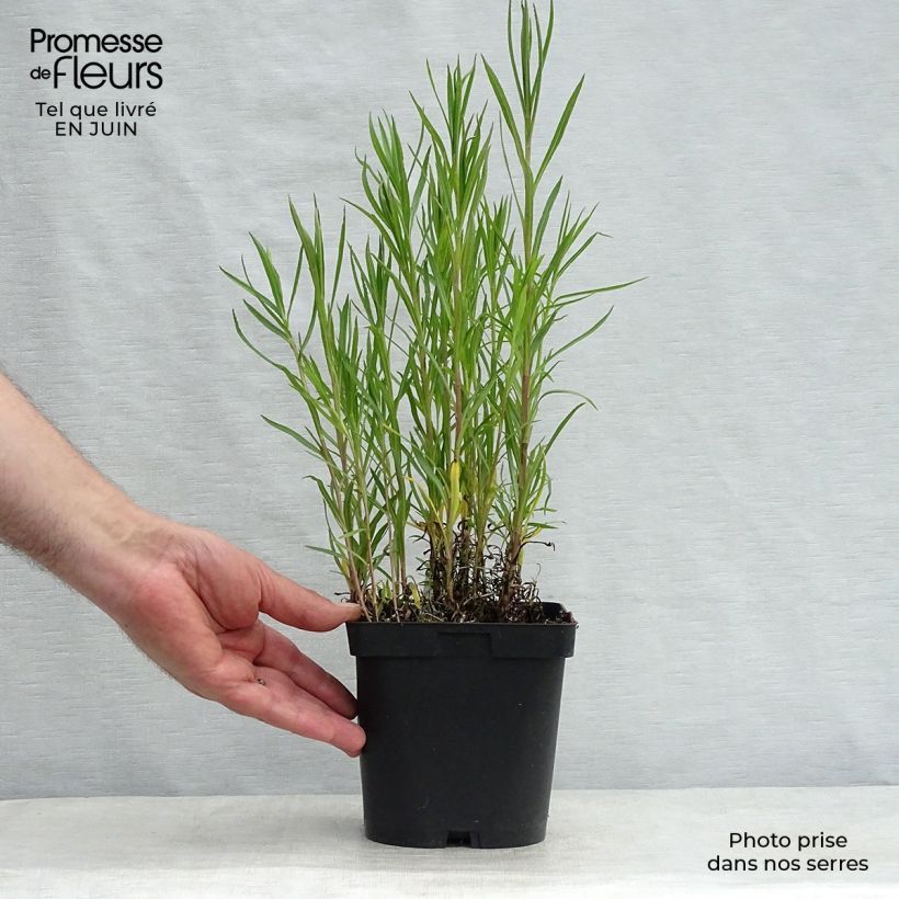Exemplaar van Achillea ptarmica Boule de Neige - Wilde bertram Pot van 2 l/3 l zoals geleverd in de zomer