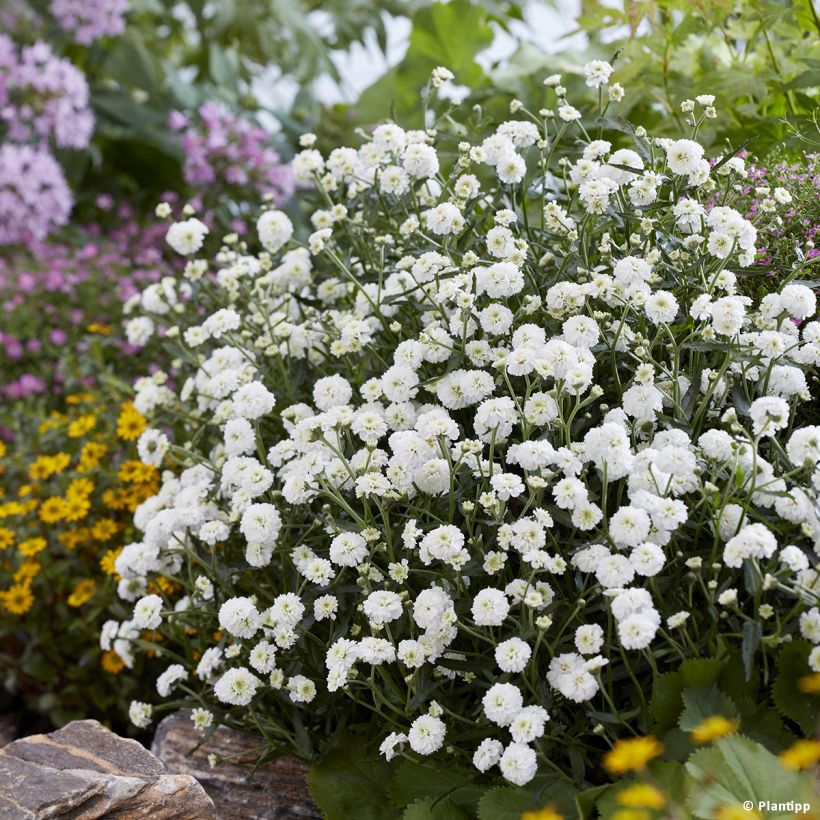 Achillea ptarmica Diadem - Hemdsknoopjes (Groeiplaats)