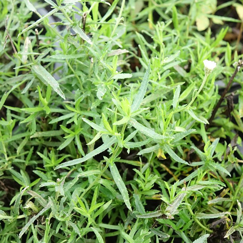 Achillea ptarmica Diadem - Hemdsknoopjes (Blad)