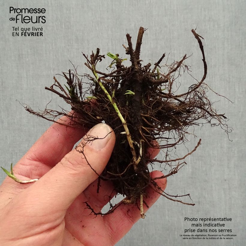 Exemplaar van Achillea ptarmica Diadem - Hemdsknoopjes Naakte wortel zoals geleverd in de winter