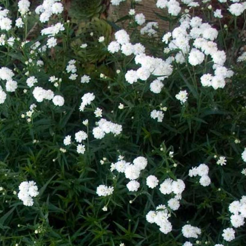 Achillea ptarmica Perry's White - Wilde bertram (Groeiplaats)