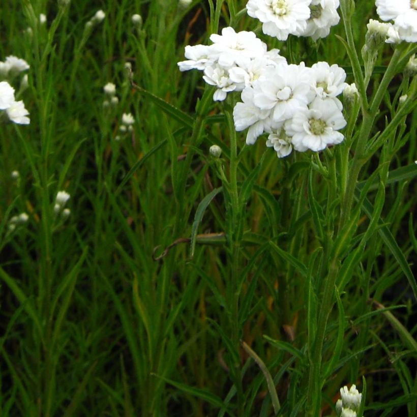 Achillea ptarmica Weihenstephan - Wilde bertram (Blad)