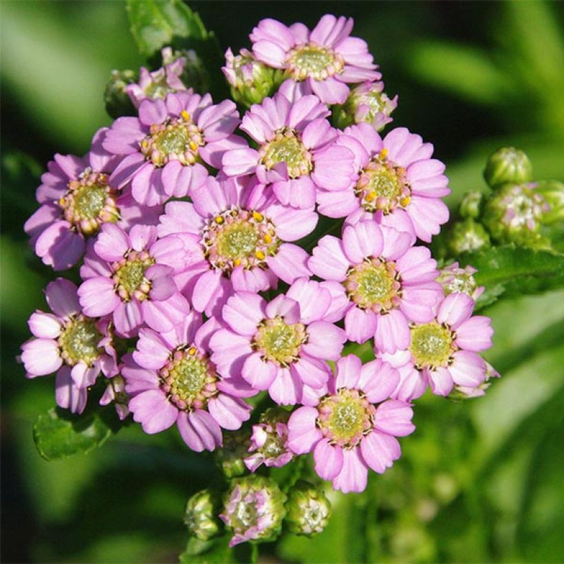 Achillea sibirica var. camtschatica Love Parade (Bloei)